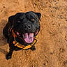 Venom participe au concours pour gagner de l'argent avec cette photo : dog, black_dog, happy, smiling, open_mouth, tongue, outdoor, dirt, ground, orange_harness, yellow_leash, pet, canine, sitting, looking_up, portrait, close_up, animal, sunlight, playful