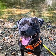 Venom a rejoint le concours — aidez-le/la à gagner de superbes lots ! dog, black_dog, pet, animal, portrait, happy, smiling, tongue_out, outdoor, nature, woodland, stream, water, rocks, leaves, hiking, adventure, harness, leash, sitting