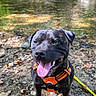 dog, black_dog, pet, animal, portrait, happy, smiling, tongue_out, outdoor, nature, woodland, stream, water, rocks, leaves, hiking, adventure, harness, leash, sitting