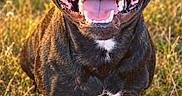 Venom a rejoint le concours — aidez-le/la à gagner de superbes lots ! dog, black_dog, canine, smiling, happy, open_mouth, teeth, tongue, portrait, close_up, standing, outdoors, grass, meadow, nature, golden_hour, sunset, hills, trees, animal_photography