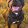dog, black_dog, canine, smiling, happy, open_mouth, teeth, tongue, portrait, close_up, standing, outdoors, grass, meadow, nature, golden_hour, sunset, hills, trees, animal_photography