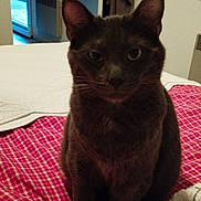 Charly participe au concours pour gagner de l'argent avec cette photo : cat, black_cat, dark_fur, pet, animal, portrait, close_up, sitting, bed, bedspread, checkered_pattern, red, bedroom, indoors, ears, whiskers, eyes, nose, feline, home