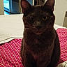 cat, black_cat, dark_fur, pet, animal, portrait, close_up, sitting, bed, bedspread, checkered_pattern, red, bedroom, indoors, ears, whiskers, eyes, nose, feline, home
