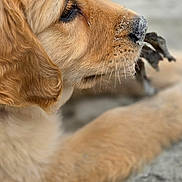 Billig participe au concours pour gagner de l'argent avec cette photo : dog, puppy, golden_retriever, golden_fur, profile, lying_down, paw, snout, nose, eye, floppy_ears, twig, outdoor, close_up, pet, canine, fluffy, resting, gray_background, animal_photography