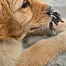 dog, puppy, golden_retriever, golden_fur, profile, lying_down, paw, snout, nose, eye, floppy_ears, twig, outdoor, close_up, pet, canine, fluffy, resting, gray_background, animal_photography