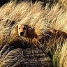 Billig participe au concours pour gagner de l'argent avec cette photo : dog, canine, golden_dog, outdoors, grass, tall_grass, field, nature, wildlife, animal, pet, hiding, curious, face, portrait, sunlight, golden, landscape, adventure, path