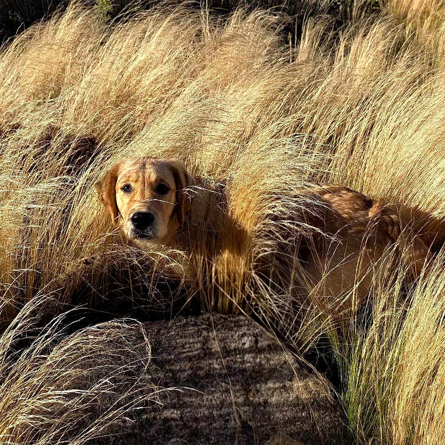 Billig participe au concours pour gagner de l'argent avec cette photo : dog, canine, golden_dog, outdoors, grass, tall_grass, field, nature, wildlife, animal, pet, hiding, curious, face, portrait, sunlight, golden, landscape, adventure, path