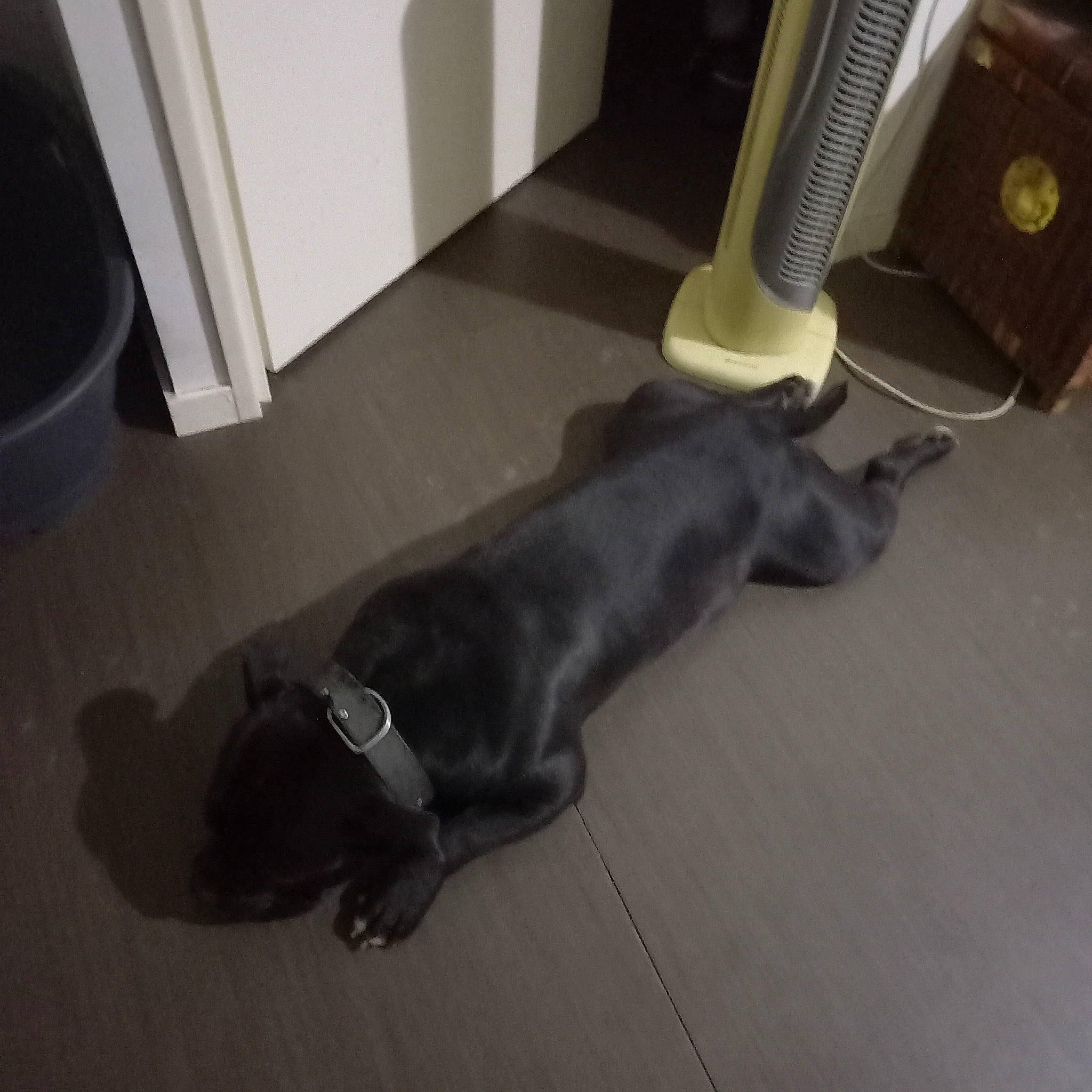 Falco participe au concours pour gagner de l'argent avec cette photo : canidae, carnivore, comfort, companion_dog, dog, dog_breed, door, felidae, floor, flooring, gas, hardwood, laminate_flooring, liver, snout, tail, telephone, wood, wood_flooring, working_animal