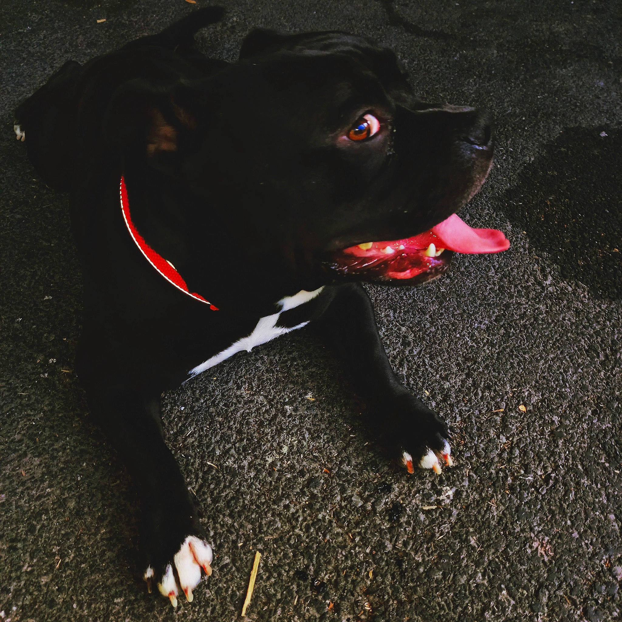 Falco a rejoint le concours — aidez-le/la à gagner de superbes lots ! asphalt, borador, canidae, carmine, carnivore, collar, companion_dog, dog, dog_breed, dog_collar, fur, grass, leash, road_surface, snout, soil, sporting_group, tail, tar, working_animal