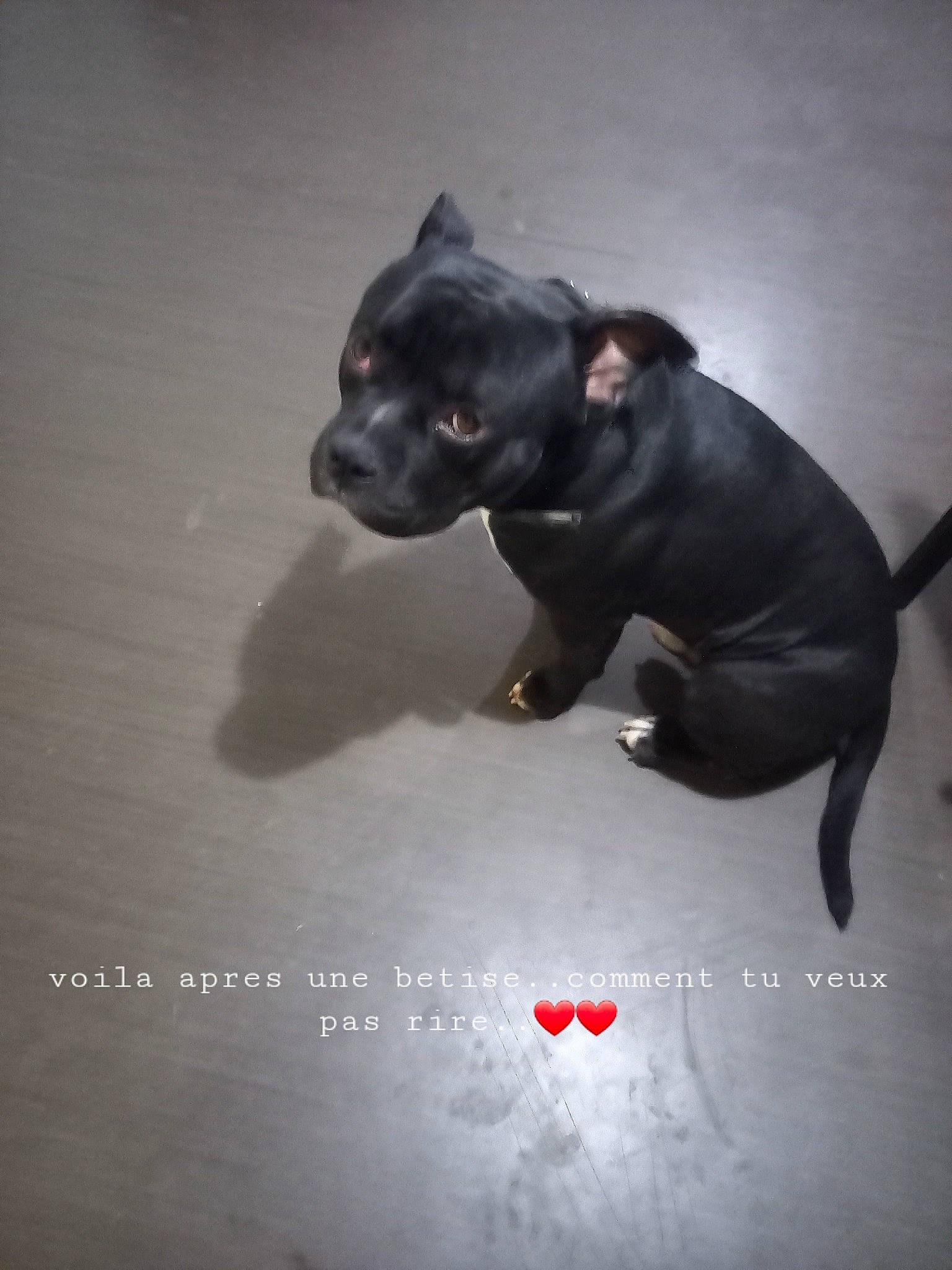 Falco participe au concours pour gagner de l'argent avec cette photo : canidae, carnivore, companion_dog, darkness, dog, dog_breed, fawn, flash_photography, font, guard_dog, liver, paw, snout, sporting_group, still_life_photography, tail, terrestrial_animal, toy_dog, whiskers, working_animal