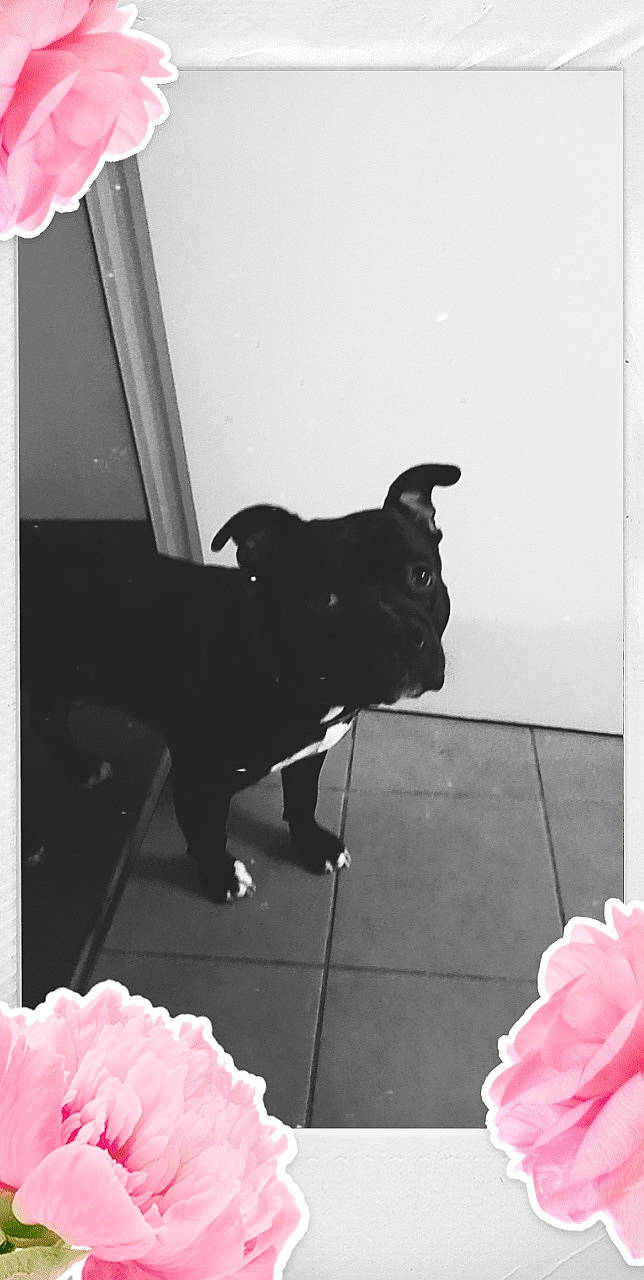 Queen a rejoint le concours — aidez-le/la à gagner de superbes lots ! black, carnivore, companion_dog, dog, dog_breed, flooring, flower, hybrid_tea_rose, magenta, petal, pink, plant, red, room, rose, rose_order, snout, tints_and_shades, white, working_animal