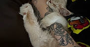 Simba is registered to the contest to win money with this photo: animal, arm, blanket, cartoon, cat, colorful, comfort, cozy, cute, fur, indoor, kitten, person, pet, relaxing, resting, sleeping, snuggling, soft, tattoo