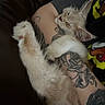 animal, arm, blanket, cartoon, cat, colorful, comfort, cozy, cute, fur, indoor, kitten, person, pet, relaxing, resting, sleeping, snuggling, soft, tattoo