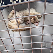 Simba is registered to the contest to win money with this photo: animal, bars, cage, cat, companion, curious, cute, domestic_animal, ears, feline, fluffy, indoor, looking_up, orange_cat, paws, pet_carrier, relaxed, resting, tail, whiskers