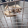 animal, bars, cage, cat, companion, curious, cute, domestic_animal, ears, feline, fluffy, indoor, looking_up, orange_cat, paws, pet_carrier, relaxed, resting, tail, whiskers