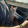 Simba joined the competition — help win amazing prizes! arm, bracelet, car_interior, casual_clothing, cat, clouds, furry, kitten, lap, nature, person, pet, relaxing, road, seatbelt, sky, sunlight, trees, watch, window