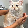 Simba joined the competition — help win amazing prizes! alert, animal, cat, curious, cute, domestic, ears, fur, hands, indoor, kitten, mammal, metal_surface, person, pet, soft, table, veterinary, whiskers, young