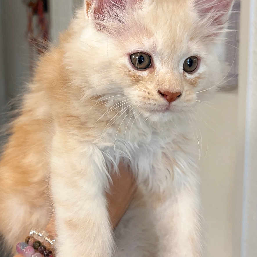 Simba