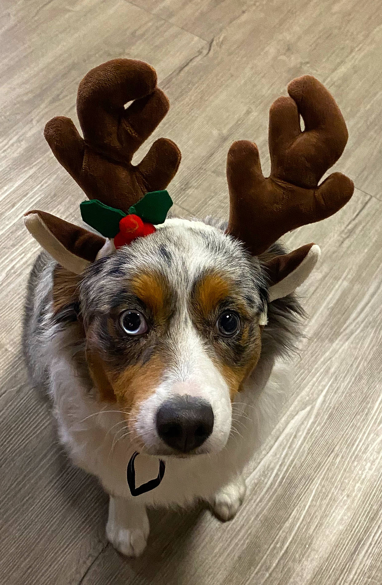 Ryder is registered to the contest to win money with this photo: canidae, carnivore, collar, companion_dog, dog, dog_breed, dog_supply, fur, laminate_flooring, pet_supply, snout, sporting_group, whiskers, wood_flooring, working_animal