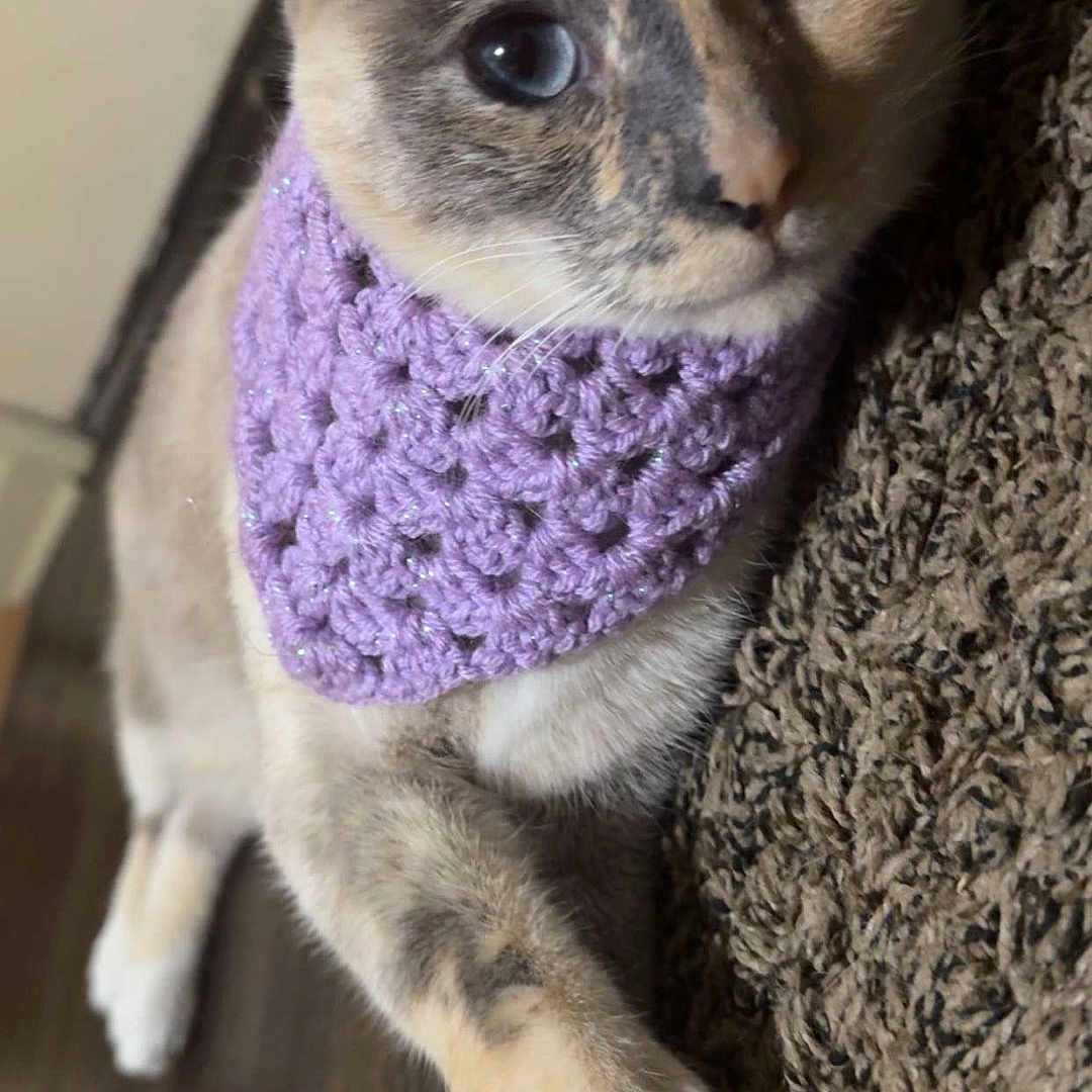 Azula joined the competition — help win amazing prizes! abyssinian, accessories, animal, beanie, cap, cat, clothing, couch, cushion, embroidery, furniture, hat, homedecor, kitten, knitwear, pet, purple, scarf, siamese, snout
