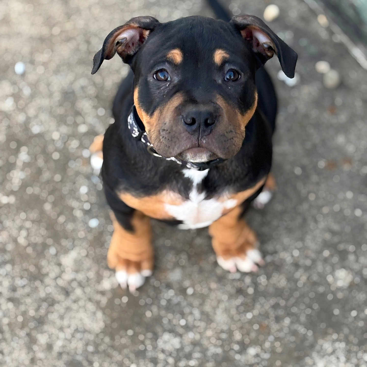 Chop is registered to the contest to win money with this photo: accessories, animal, appenzeller, bodypart, bostonbull, boxer, bulldog, canine, dog, frenchbulldog, hound, labradorretriever, leash, mouth, person, pet, pitbull, puppy, snout, strap