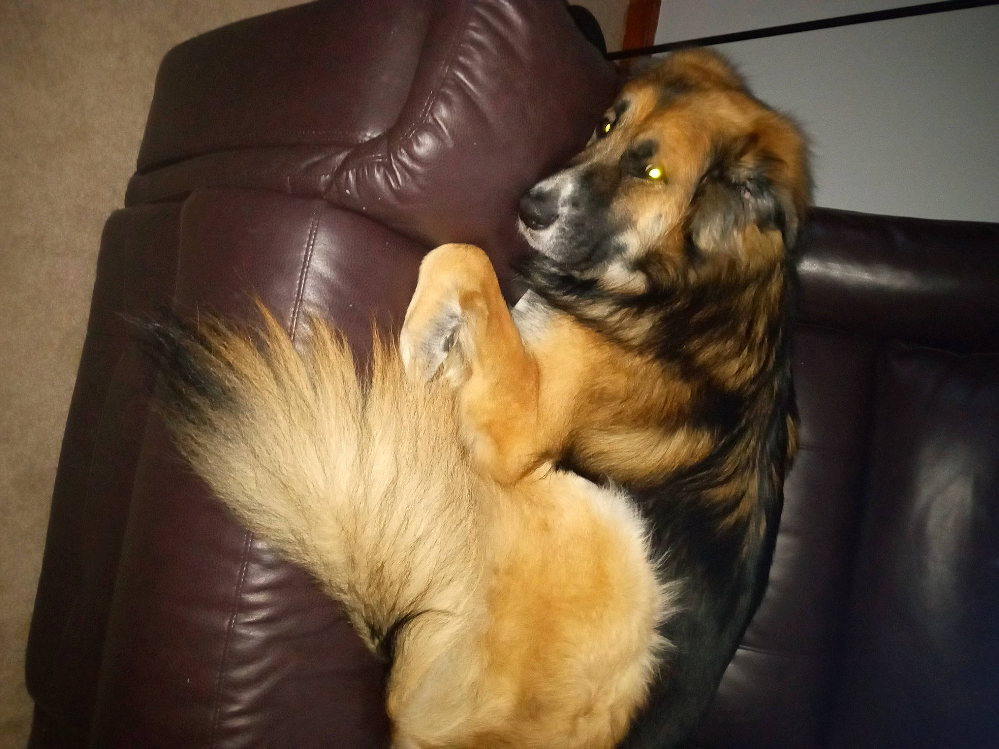 Maverick is registered to the contest to win money with this photo: canidae, carnivore, comfort, companion_dog, couch, dog, dog_breed, fawn, flooring, fur, guard_dog, leonberger, old_german_shepherd_dog, paw, sleeper_chair, snout, spitz, sporting_group, studio_couch, working_dog