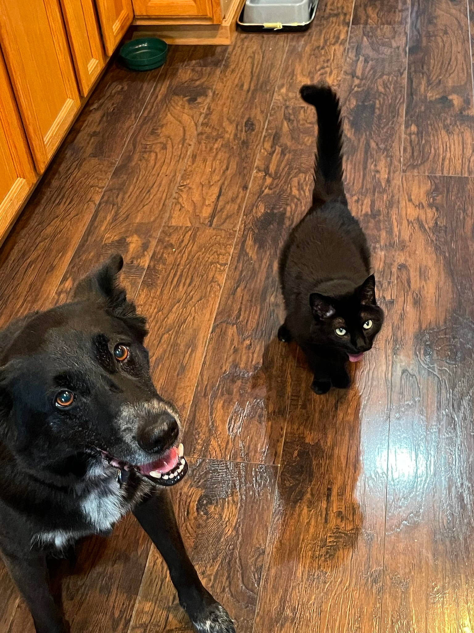 Jimbo is registered to the contest to win money with this photo: cabinetry, carnivore, cat, companion_dog, dog, dog_breed, door, door_mat, fawn, floor, flooring, hardwood, laminate_flooring, snout, tail, tints_and_shades, varnish, wood, wood_flooring, wood_stain