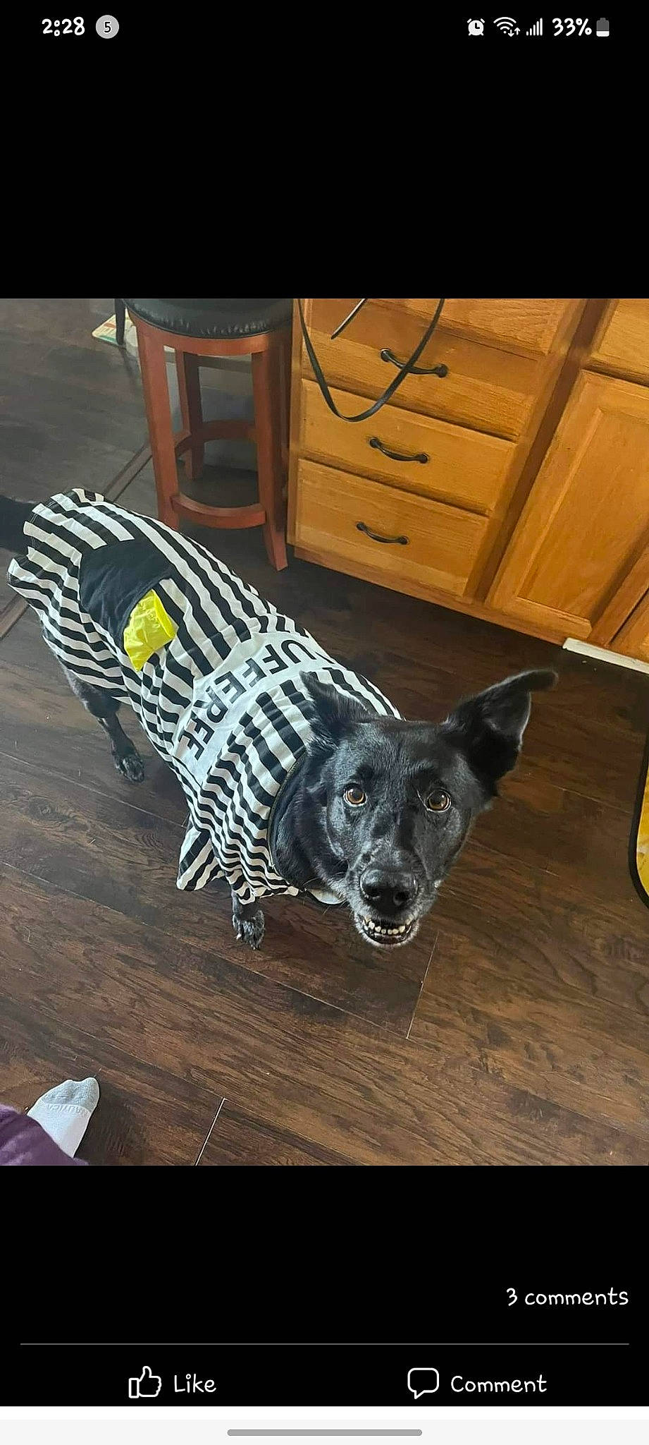 Jimbo is registered to the contest to win money with this photo: automotive_tire, cabinetry, carnivore, chest, chest_of_drawers, companion_dog, cupboard, dog, dog_breed, dog_supply, door, drawer, dresser, felidae, flooring, hardwood, sporting_group, tail, whiskers, wood