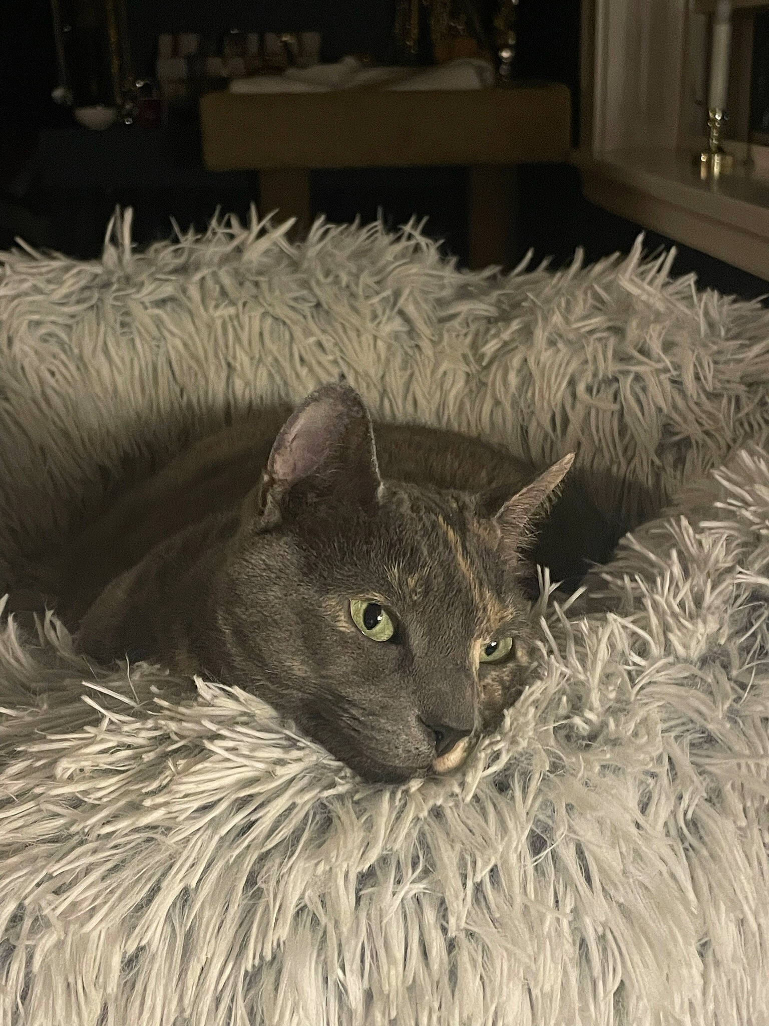 Khalessi joined the competition — help win amazing prizes! art, black_cat, box, carnivore, cat, cat_bed, comfort, couch, domestic_short_haired_cat, fawn, felidae, fur, grey, hat, small_to_medium_sized_cats, snout, tail, terrestrial_animal, whiskers, window