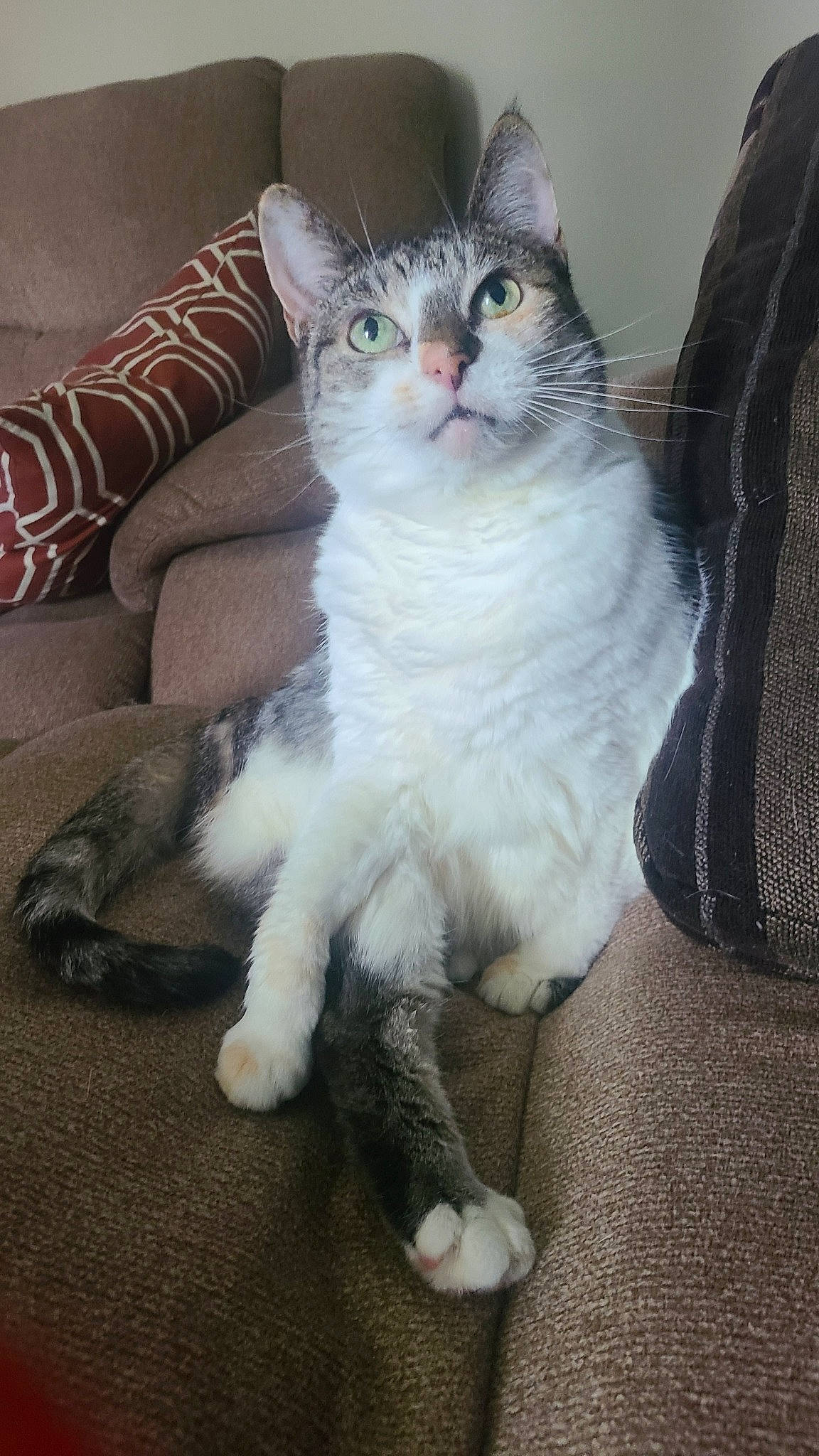 Candy joined the competition — help win amazing prizes! carnivore, cat, claw, comfort, domestic_short_haired_cat, door, felidae, foot, fur, paw, sitting, small_to_medium_sized_cats, snout, tail, terrestrial_animal, whiskers