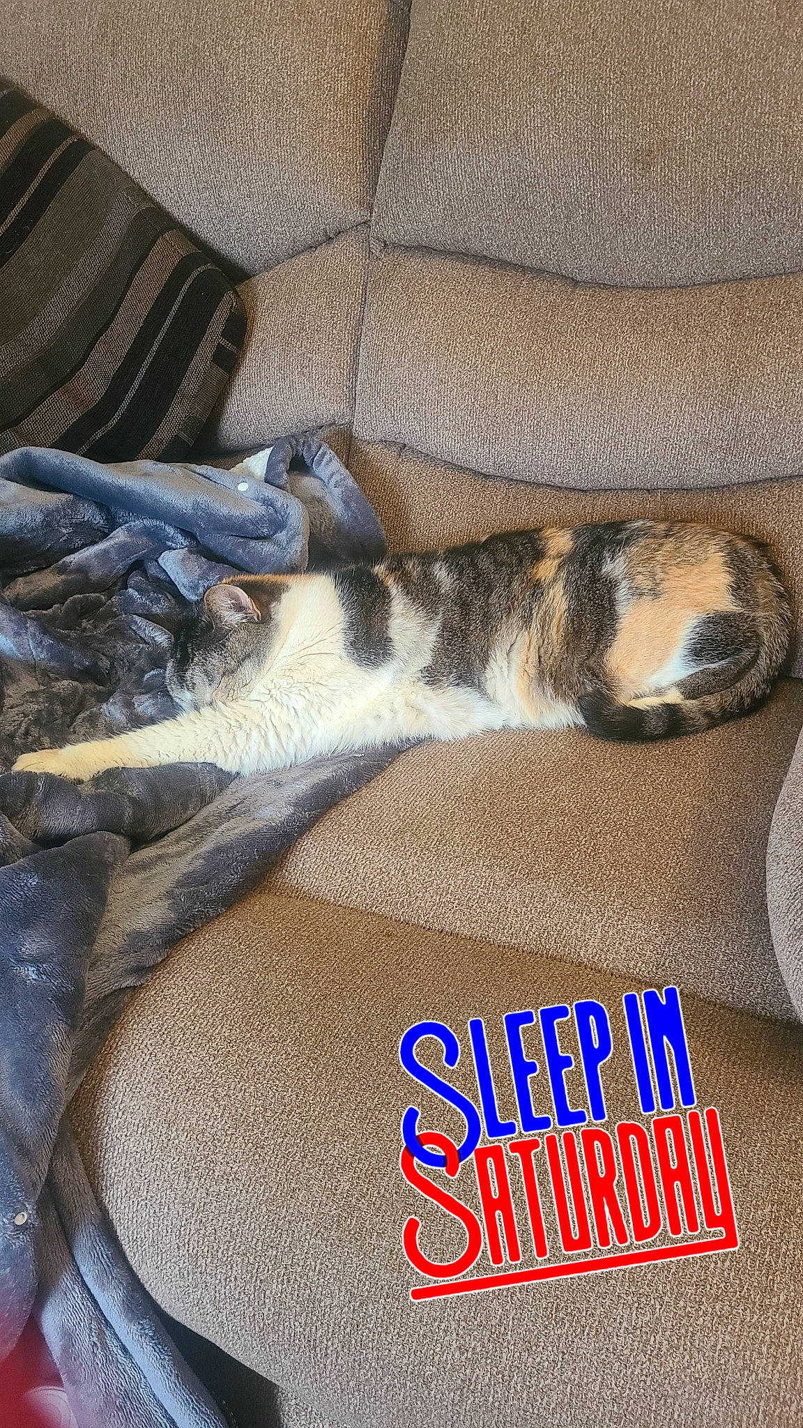 Candy joined the competition — help win amazing prizes! art, canidae, carnivore, comfort, companion_dog, couch, dog, dog_breed, fawn, felidae, font, fur, linens, nap, paw, photo_caption, sleep, sporting_group, terrestrial_animal, whiskers