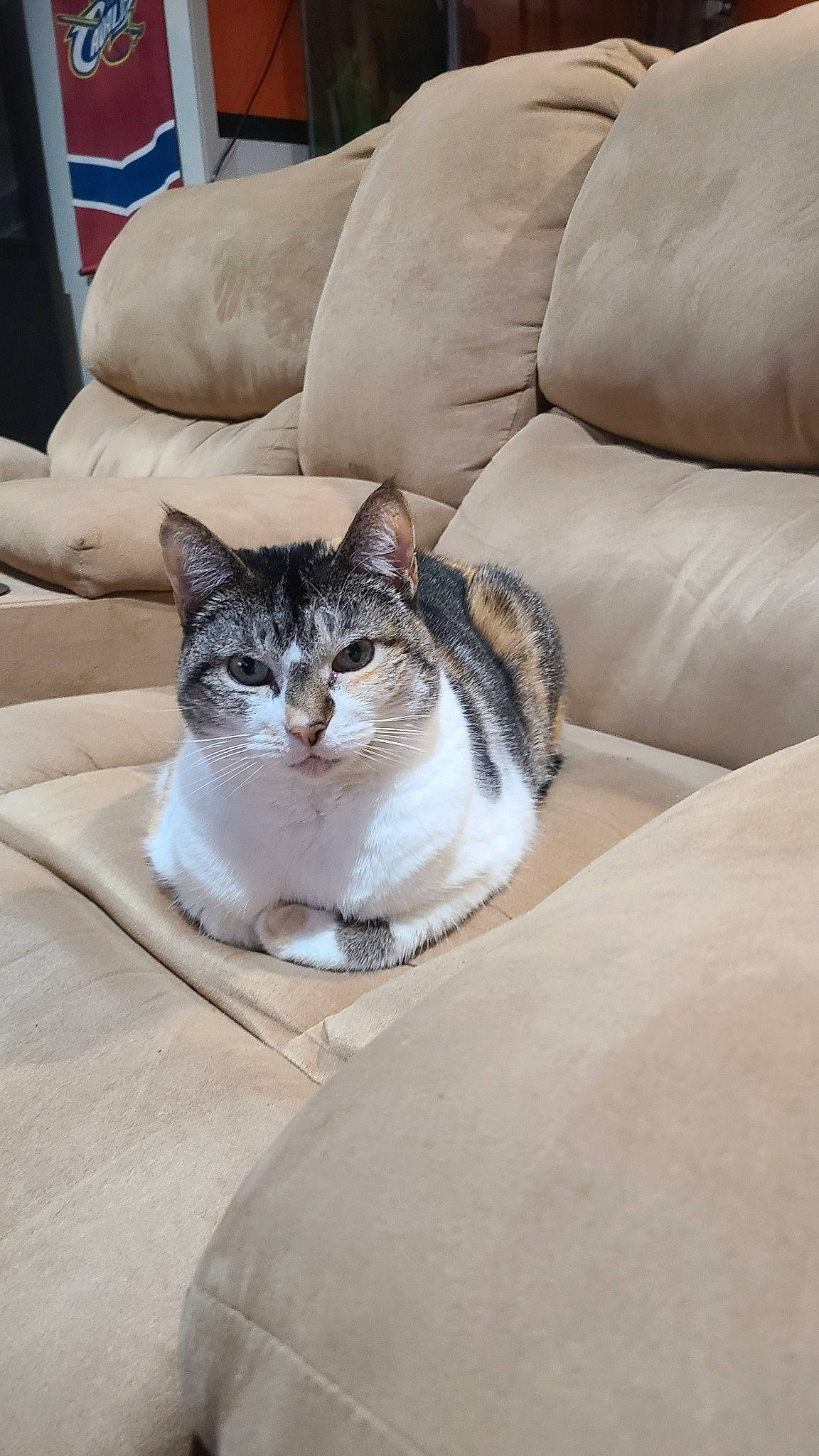 Candy joined the competition — help win amazing prizes! carnivore, cat, comfort, couch, domestic_short_haired_cat, felidae, flag, flooring, fur, grey, linens, paw, sitting, small_to_medium_sized_cats, tail, whiskers, wood