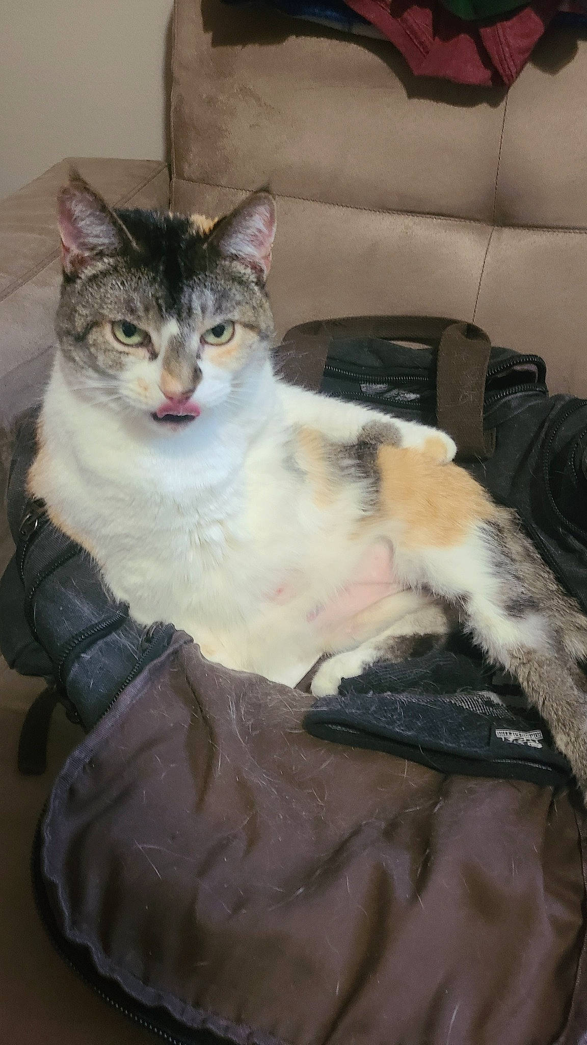 Candy joined the competition — help win amazing prizes! box, carnivore, cat, cat_supply, claw, comfort, couch, domestic_short_haired_cat, eye, felidae, fur, paw, sitting, small_to_medium_sized_cats, snout, tail, whiskers, window