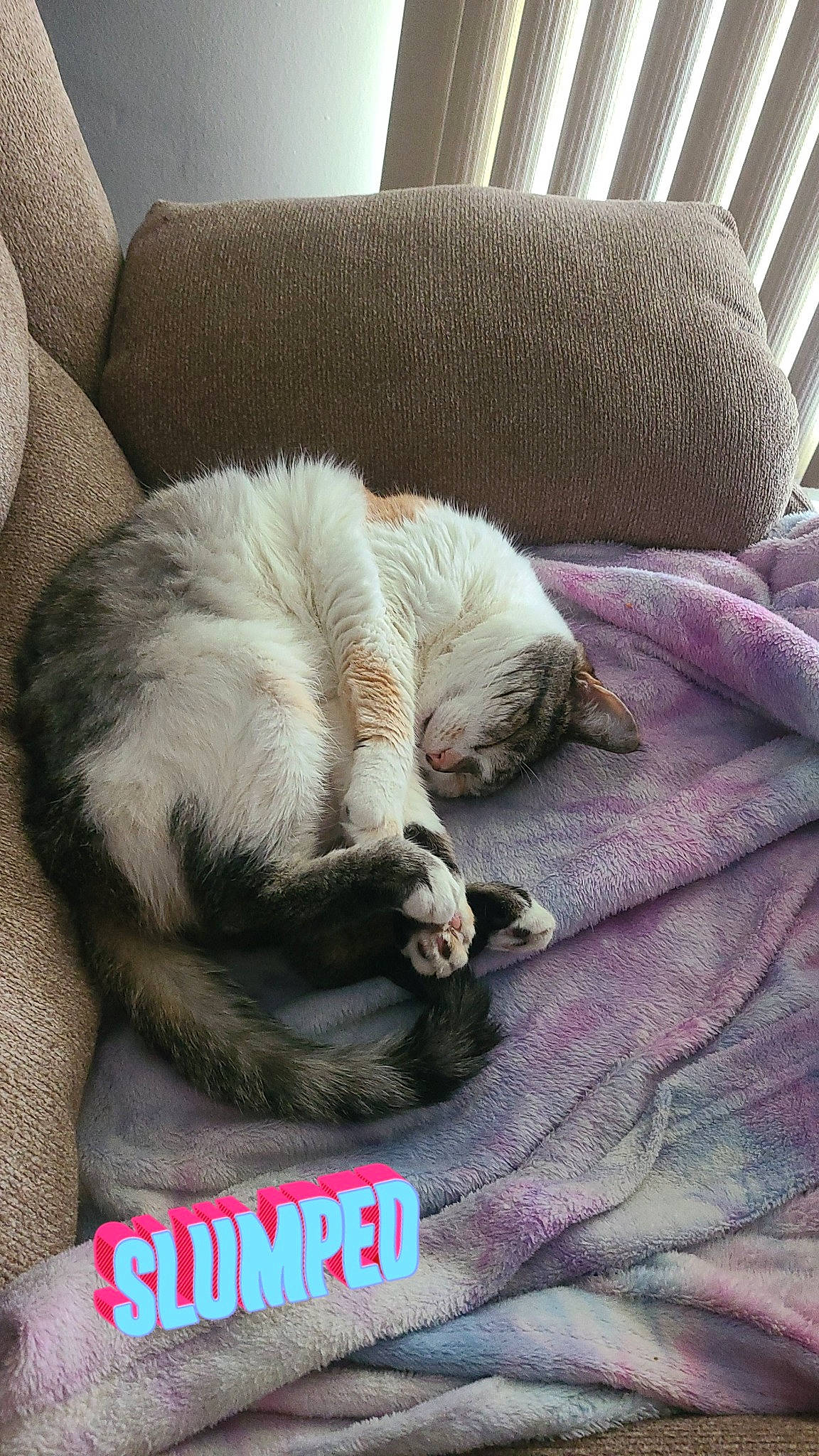 Candy is registered to the contest to win money with this photo: canidae, carnivore, cat, cat_supply, claw, comfort, companion_dog, couch, dog_breed, domestic_short_haired_cat, felidae, fur, grey, linens, nap, paw, small_to_medium_sized_cats, sporting_group, tail, whiskers