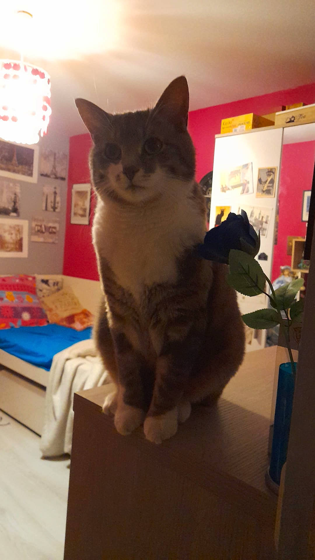 Kenaï a rejoint le concours — aidez-le/la à gagner de superbes lots ! carnivore, cat, comfort, couch, domestic_short_haired_cat, felidae, flooring, fur, hardwood, lap, paw, picture_frame, room, sitting, small_to_medium_sized_cats, snout, tail, whiskers, wood