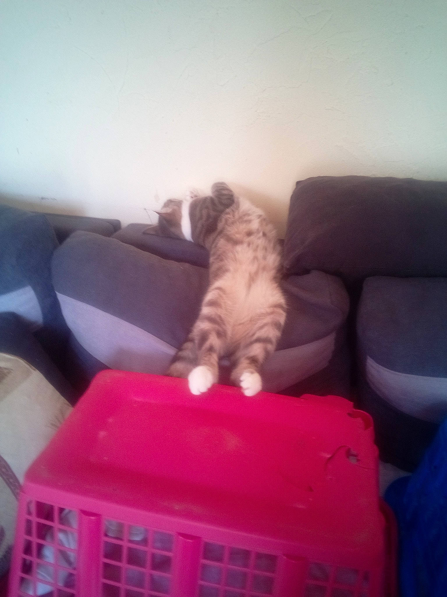 Kenaï a rejoint le concours — aidez-le/la à gagner de superbes lots ! carnivore, cat, cat_supply, comfort, couch, felidae, fur, home_appliance, living_room, magenta, mammal, ottoman, paw, room, sitting, small_to_medium_sized_cats, sofa_bed, studio_couch, tail, whiskers