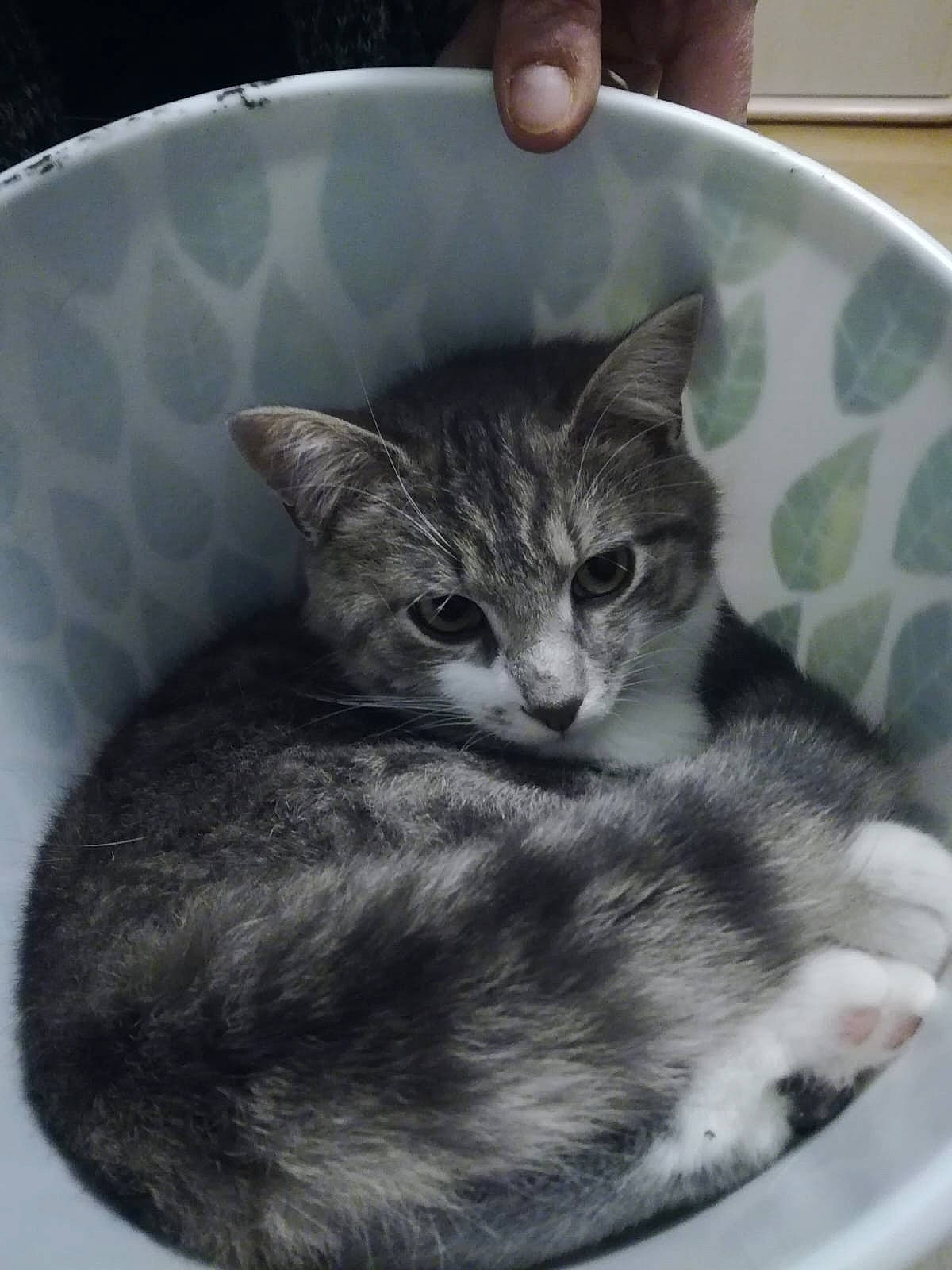 Kenaï a rejoint le concours — aidez-le/la à gagner de superbes lots ! art, carnivore, cat, cat_furniture, cat_supply, claw, domestic_short_haired_cat, felidae, fur, grey, illustration, metal, paw, photo_caption, small_to_medium_sized_cats, snout, tail, terrestrial_animal, whiskers, window