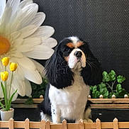 Uska a rejoint le concours — aidez-le/la à gagner de superbes lots ! dog, cavalier_king_charles_spaniel, flower, yellow_tulips, white_daisy, potted_plant, wooden_fence, indoor, pet, cute, black_white_brown, portrait, furniture, decor, greenery, small_fence, animal, fluffy, sitting, background
