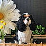 dog, cavalier_king_charles_spaniel, flower, yellow_tulips, white_daisy, potted_plant, wooden_fence, indoor, pet, cute, black_white_brown, portrait, furniture, decor, greenery, small_fence, animal, fluffy, sitting, background