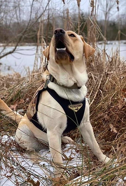 Beau joined the competition — help win amazing prizes! carnivore, collar, companion_dog, dog, dog_breed, dog_collar, dog_supply, fawn, fur, grass, gun_dog, leash, pet_supply, plant, snout, sporting_group, tail, tree, twig, working_animal