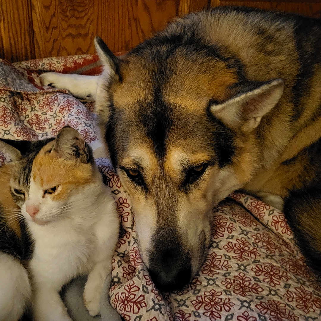 Missy joined the competition — help win amazing prizes! abyssinian, animal, blanket, canine, cat, couch, dog, furniture, germanshepherd, hardwood, hound, husky, kitten, manx, person, pet, puppy, quilt, sleeping, wood