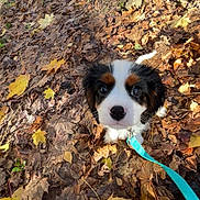 Arroz a rejoint le concours — aidez-le/la à gagner de superbes lots ! puppy, dog, leash, autumn, leaves, outdoor, nature, tree, sidewalk, shoe, curious, pet, walking, fall, brown, yellow, white, black, closeup, young
