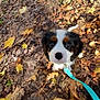 puppy, dog, leash, autumn, leaves, outdoor, nature, tree, sidewalk, shoe, curious, pet, walking, fall, brown, yellow, white, black, closeup, young