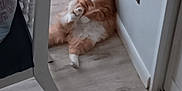 Nugget is registered to the contest to win money with this photo: cat, orange_cat, white_cat, indoor, floor, wooden_floor, wall, chair, relaxed, sitting, pet, feline, cute, domestic_animal, fur, paw, resting, household, corner, calm
