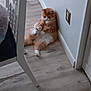 cat, orange_cat, white_cat, indoor, floor, wooden_floor, wall, chair, relaxed, sitting, pet, feline, cute, domestic_animal, fur, paw, resting, household, corner, calm