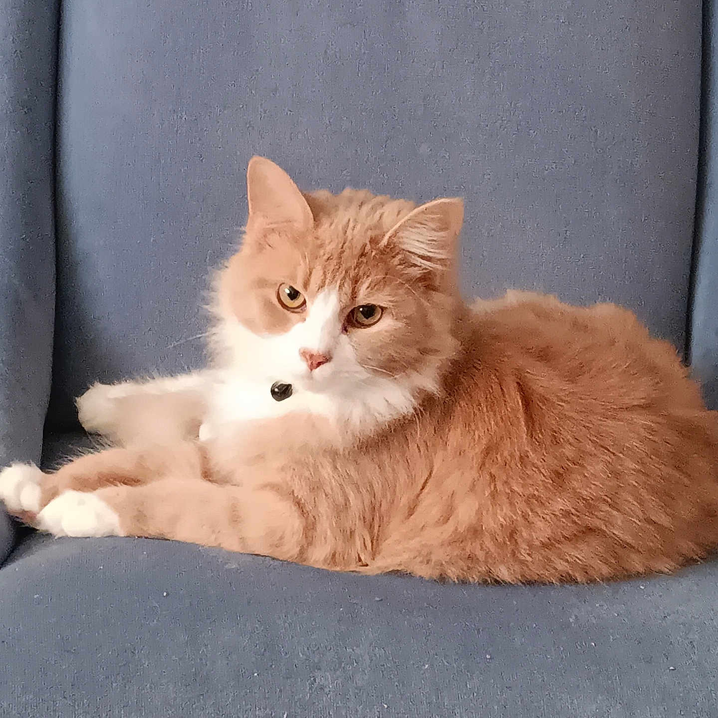 Nugget is registered to the contest to win money with this photo: animal, blue_chair, cat, chair, collar, cute, domestic_cat, ears, feline, fluffy, fur, indoor, looking, orange_cat, paw, pet, relaxed, sitting, whiskers, white_cat