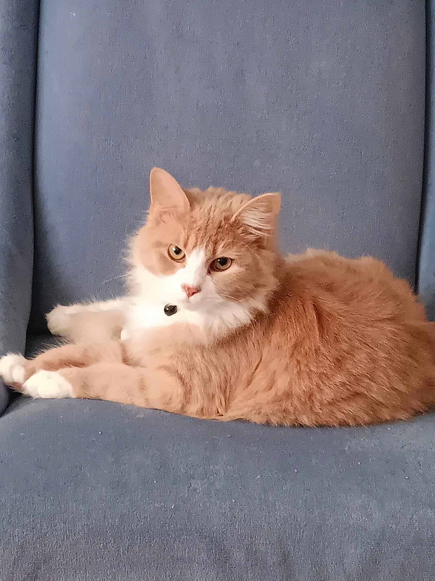Nugget