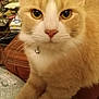 Nugget joined the competition — help win amazing prizes! cat, orange_cat, white_fur, close_up, pet, domestic_animal, whiskers, yellow_eyes, collar, bell, paws, feline, indoor, household_items, table, fur, cute, animal, resting, portrait
