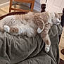 Nugget is registered to the contest to win money with this photo: cat, fluffy, sleeping, blanket, chair, wooden_chair, indoor, pet, feline, cozy, relaxed, nap, fur, domestic_animal, home, resting, white_and_orange, soft_texture, quiet, comfort