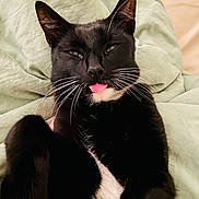 Homer is registered to the contest to win money with this photo: cat, tuxedo_cat, tongue_out, whiskers, pet, feline, indoor, blanket, bed, close_up, portrait, black_and_white_fur, ears, paws, cozy, sleepy, cute, relaxed, playful, face
